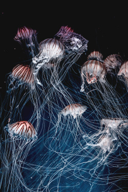 motivationsforlife:Jellyfish by Joel Filipe