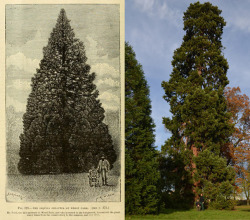 mothernaturenetwork:  Is this 158-year-old redwood the UK’s