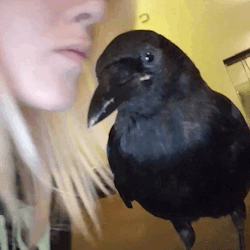 etthereal:  Crow kisses 💀❤