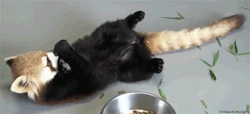 iquoterelatable:  baby animal posts daily  This should make