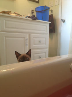 mothbug:  my cat gets worried about me when I’m in the bathtub