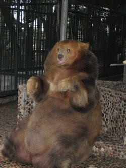This is the fattest bear