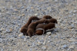 cute-animals-only: March of the baby weasels (kits) 