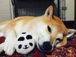 unihalo:  G'nite💫#shiba#shibe#shibainu#shibainuuni#shibalovers#shibaoftheday#shibastagram#instashiba#lovepets#lovedogs#loveshiba#dog#doge#doglovers#uni#unistagram#dogstagram#instagood#love#tokyo#japan#happyface#unihalo柴犬#柴犬うに#dogoftheday