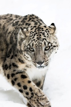 0rient-express:  Snow Leopard on the Prowl IV | by Abeselom