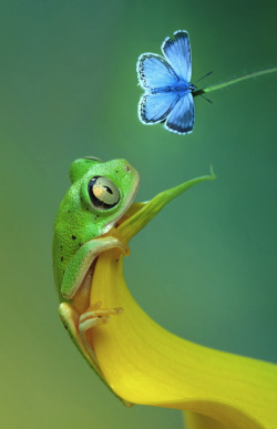 awkwardsituationist:  tree frog and chalkhill blue butterfy,
