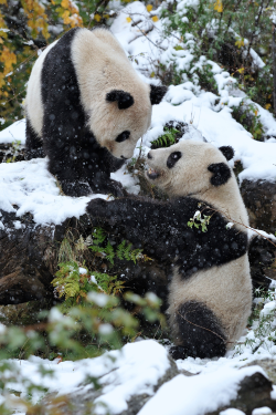 expressions-of-nature:  Snow Pandas by: Josef Gelernter 