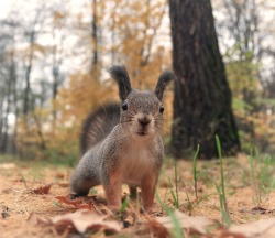 Sweet curiosity