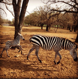 awwww-cute:  I work at a non-profit wildlife ranch in Texas