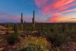 drxgonfly:Bloom (by  Danilo Faria)