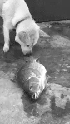 itcuddles:  dog trying to save fishes my heart Dogs are better