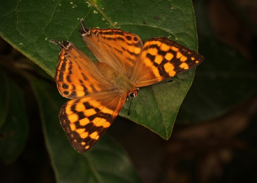 sinobug:  BUTTERFLIES from Yunnan, China  Click on and scroll