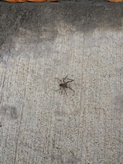 adorablespiders: Any idea what this guy (or girl) is? I’m in