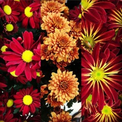 #flowers #fall #october  (at Antioch, California) https://www.instagram.com/p/Box4PTQAGEV/?utm_source=ig_tumblr_share&igshid=7mefmw6omo3f