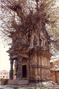 A crypt overtaken by nature, Katmandu, Nepal .