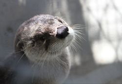 allcreatures:  An otter warms its face in the sun at Reflection