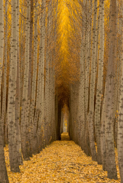 stunningpicture:  Had to check out these trees myself. Boardman,