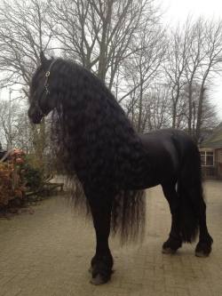 satans-last-unicorn:  This fucking horse has nicer hair than