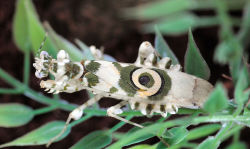 astronomy-to-zoology:  Spiny Flower Mantis (Pesudocreobotra wahlbergi)