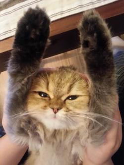 cat-pic:   頭をイーコイーコしてたらこうなった(汗)