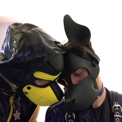 scoutpupp:  scoutpupp:  flashdoggy:  scoutpupp:  scoutpupp: 