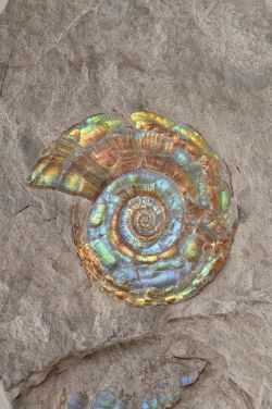 sitting-on-me-bum: Ammonite / This ammonite is on display in