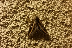 Look at this cool moth I saw on the wall in the backyard