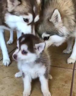 awwww-cute:  Parental love (Source: https://ift.tt/2I2xpFT)