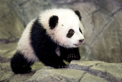 globalpost:  This giant panda only weighs 17 pounds. Bao Bao,