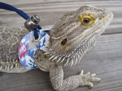 yeahponcho: lizardloverz:   Happy spring!  Got some new styles