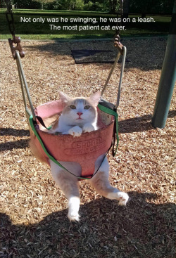 bunnyfood:  (via tastefullyoffensive:teamcawkes) 