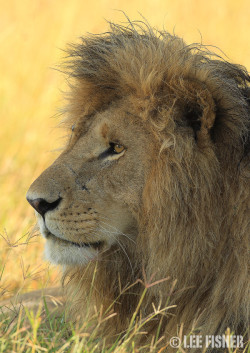 llbwwb:  King of Mara by Lee Fisher.