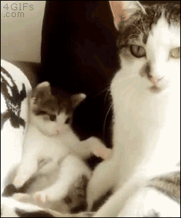 4gifs:  Kitten tries to copy mom. [video]