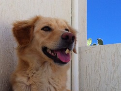 handsomedogs:  One of our two rescue dogs in Morocco
