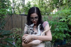 pixelatedlovesongs:  I played with a baby wallaroo this morningONLY
