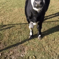 the-vegan-muser: This is my Fool of a calf, Angharad. He would’ve
