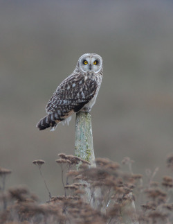 peregrineinastoop:  Short-eared Owl by Daniel Behm