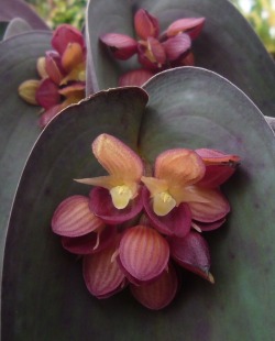 orchid-a-day:  Pleurothallis cyaneaSyn.: Zosterophyllanthos cyaneus;