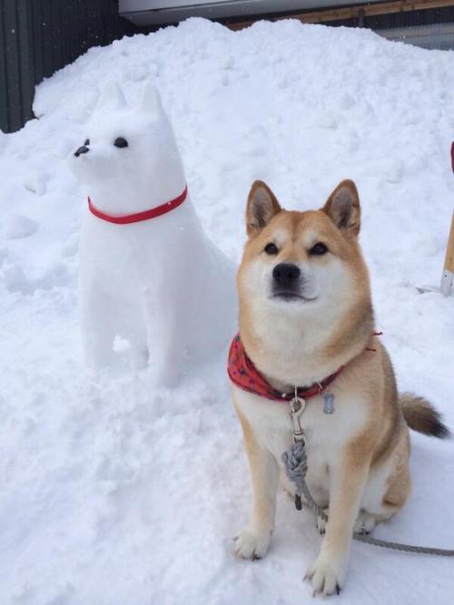 mandopony:tayrezi:Shiba Inu compilation Are they even real