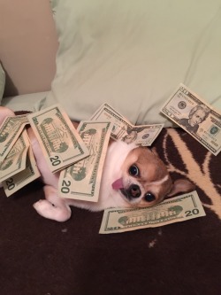 this is THE MONEY DOG reblog in 10 sec or you will never have