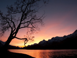 treewellie:  Stille by Papini Foto Silsersee, Switzerland 