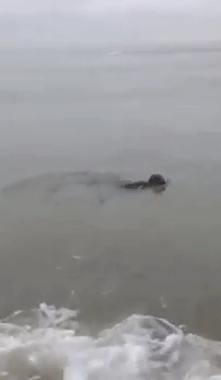 onlylolgifs:  Seal and dog become instant friends
