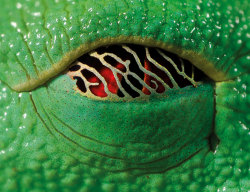 sixpenceee:  The Eye of a Tree Frog. The film covering his eye