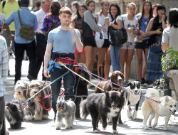 singingonpavements:  Daniel Radcliffe walking 12 dogs while smoking