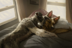 furry-romance:http://www.furaffinity.net/user/hax/