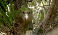 starborn-vagabond:  trojanphoenix:  svartvitkatt-blog: The kakapo is