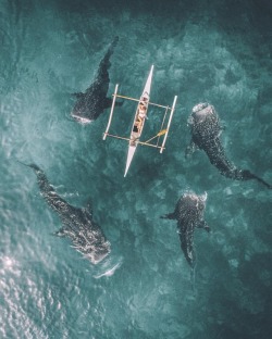 sandylamu: Whale Shark, Photo Wahyu Mahendra