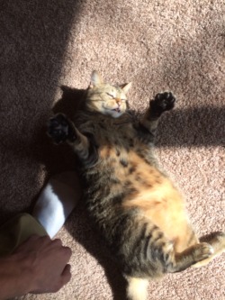 derpycats:  This is Sophie. Post-meal, mid-belly rub.