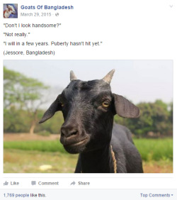 spurlunk:  Goats of Bangladesh is a gem. 