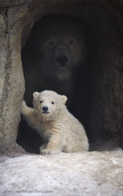 jacensolodjo:  awwww-cute:A Polar Bear and her Cub (Source: http://ift.tt/2u54MQv)
